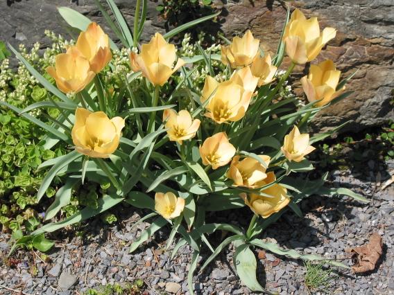 Yellow Flowers